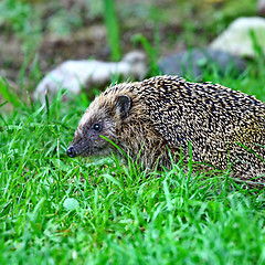 Image showing Wild hedgehog 