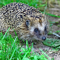 Image showing Wild hedgehog 