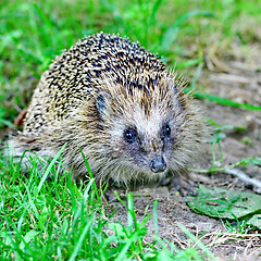 Image showing Wild hedgehog 