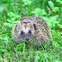 Image showing Wild hedgehog 