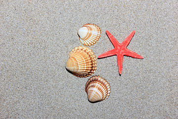 Image showing seashell and starfish in white sand beach