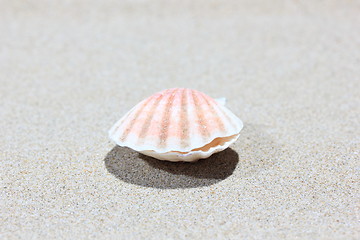 Image showing Seashell on caribbean beach, closed-up