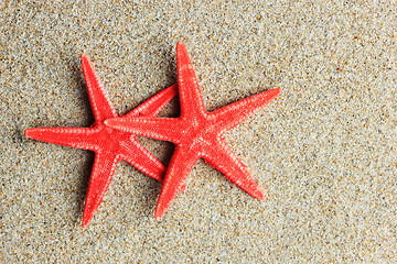 Image showing sea shell on the beach