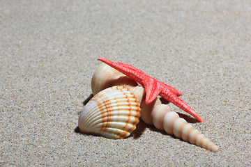 Image showing seashell and starfish in white sand beach