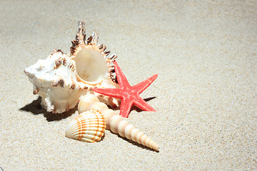 Image showing seashell and starfish in white sand beach