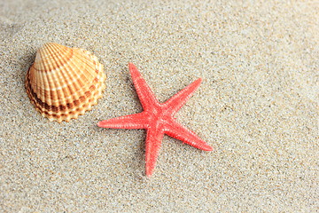 Image showing seashell and starfish in white sand beach