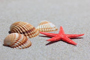 Image showing seashell and starfish in white sand beach