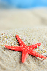 Image showing sea shell on the beach