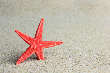 Image showing sea shell on the beach