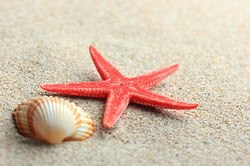 Image showing seashell and starfish in white sand beach