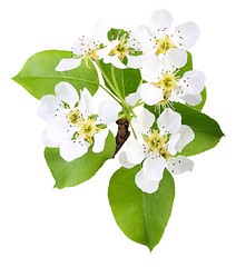 Image showing Branch of apple tree with leaf and flowers