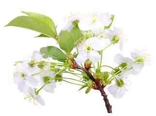 Image showing Branch of apple-tree with white flowers