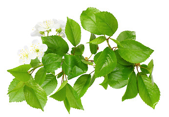 Image showing Branch of plum tree with leaf and white flowers