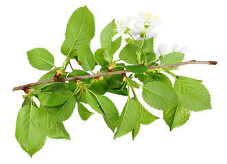 Image showing Branch of plum tree with green leaf and flowers