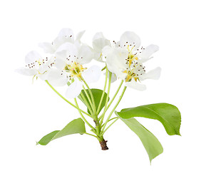 Image showing Branch of apple tree with leaf and white flowers