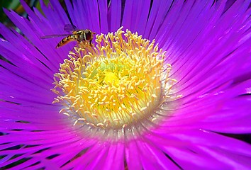 Image showing Bee in a violet flower