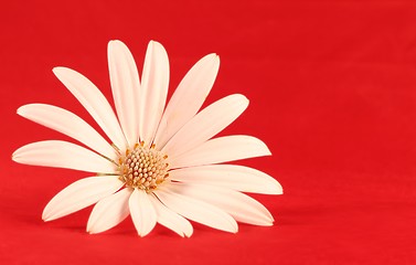 Image showing White flower in red background