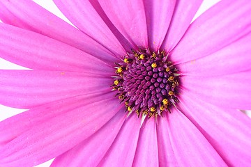 Image showing Purple flower