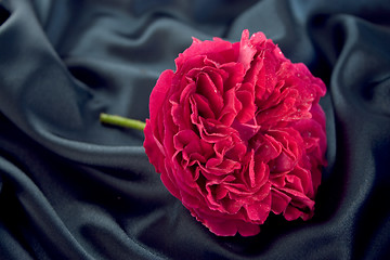 Image showing red rose