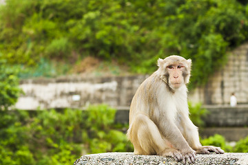 Image showing Monkey ape sitting and looking