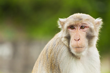 Image showing Monkey ape looking 