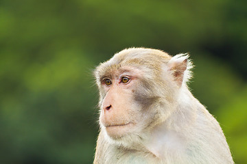 Image showing Monkey ape looking