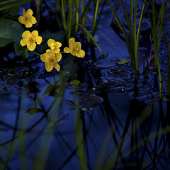 Image showing Lesser Celandine