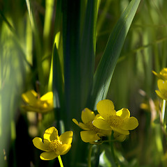 Image showing Lesser Celandine