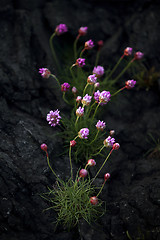 Image showing Thrift flower