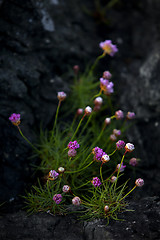 Image showing Thrift flower