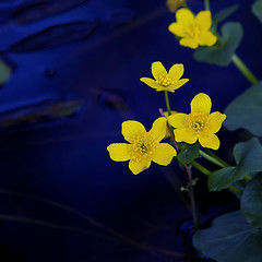 Image showing Lesser Celandine