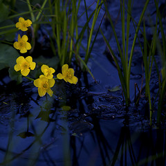 Image showing Lesser Celandine