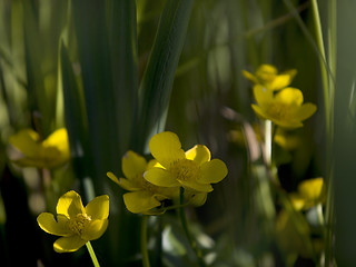 Image showing Lesser Celandine