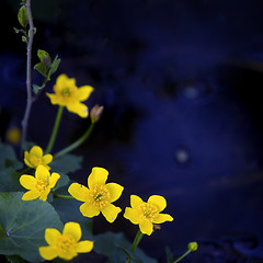 Image showing Lesser Celandine