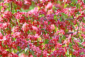 Image showing Beautiful spring tree