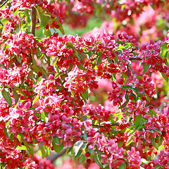 Image showing Beautiful spring tree