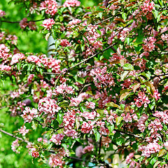 Image showing Beautiful spring tree
