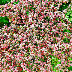 Image showing Beautiful spring tree 