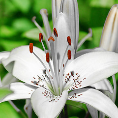 Image showing Flower white lily 