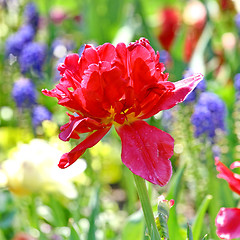 Image showing Red beautiful tulip 