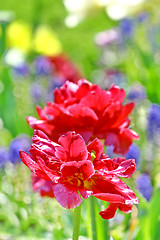 Image showing Red beautiful tulips field 