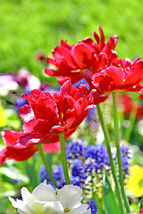 Image showing Red beautiful tulips field in spring time