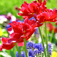 Image showing Red beautiful tulips field in spring time