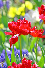 Image showing Red beautiful tulips 