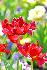 Image showing Red beautiful tulips 