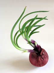 Image showing Sprouting Onion