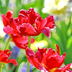 Image showing Red beautiful tulips 