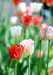 Image showing Red beautiful tulips 