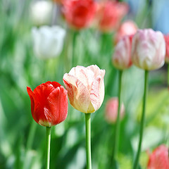 Image showing Red beautiful tulips 