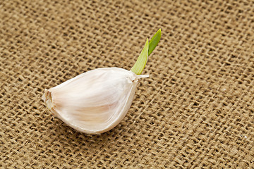 Image showing germinating garlic clove